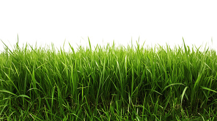 Fototapeta premium PNG Cutout of Fresh Lawn Grass on a Transparent Backdrop for Easy Use in Designs and Projects