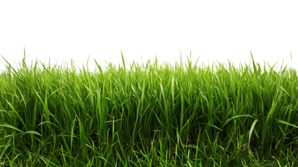 PNG Cutout of Fresh Lawn Grass on a Transparent Backdrop for Easy Use in Designs and Projects