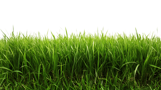 PNG Cutout of Fresh Lawn Grass on a Transparent Backdrop for Easy Use in Designs and Projects