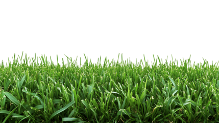 PNG Cutout of Fresh Lawn Grass on a Transparent Backdrop for Easy Use in Designs and Projects