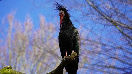 Close-up of Northern Bald Ibis