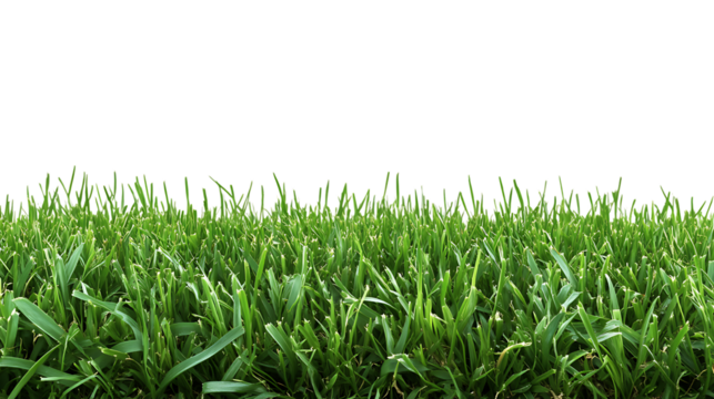 PNG Cutout of Fresh Lawn Grass on a Transparent Backdrop for Easy Use in Designs and Projects