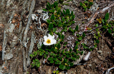 Blossoms around mountains of Romania
