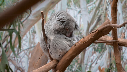 Dreaming High: Koala's Tree Nap