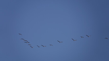 A flock of birds flying south at high altitude against a blue sky. Flight from continent to continent of ducks, geese, storks. Peleton, a flock of birds flying from north to south.