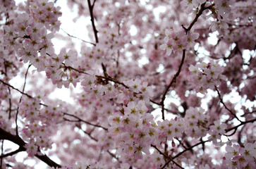 Ethereal Cherry Blossoms in Full Bloom – A Display of Soft Pink Petals in Springtime