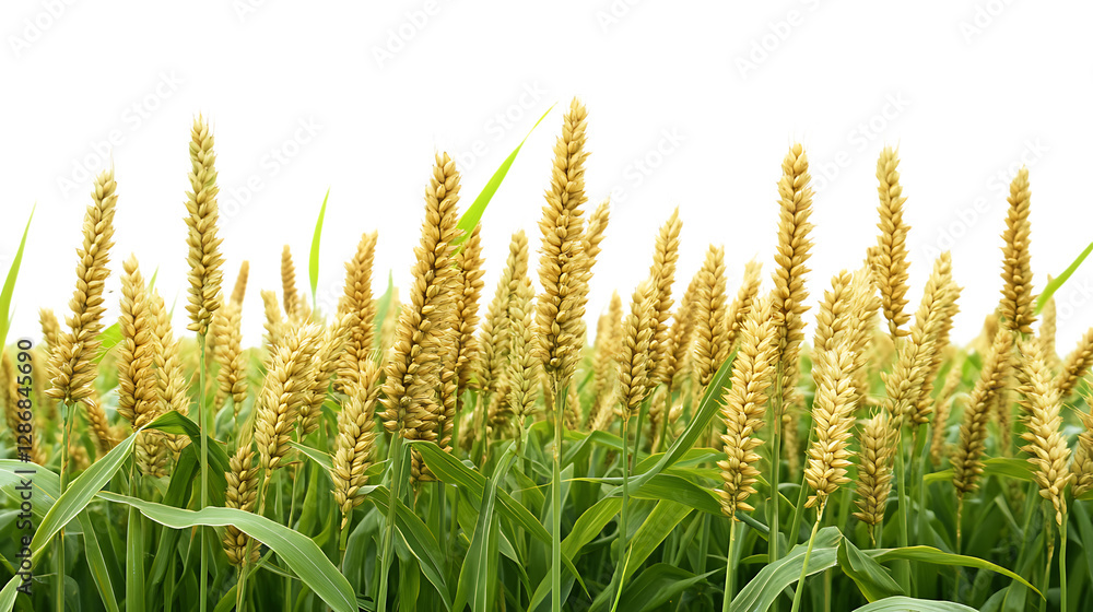 Poster millet crop field png cutout with a transparent backdrop for smooth integration into any digital or 