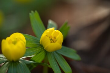 beautiful yellow colored winter aconite flowers in a forest