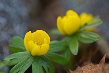 beautiful yellow colored winter aconite flowers in a forest