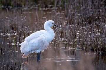 Eurasian Spoonbill eating at a pond.
