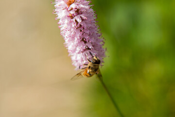 Springtime