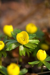 beautiful yellow colored winter aconite flowers in a forest