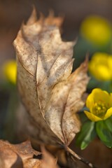 beautiful yellow colored winter aconite flowers in a forest