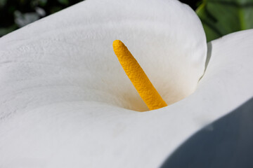 Elegant White Calla Lily with Golden Stamen Detail