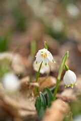 spring snowflake flowers in early spring in a forest