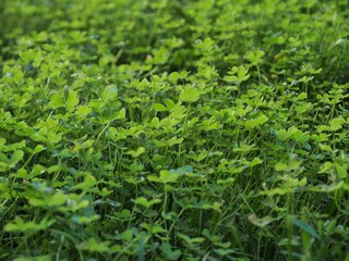 Pequeñas plantas verdes en el campo 