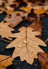 Autumn Oak Leaf Covered In Sparkling Rain Droplets Capturing The Beauty Of Seasonal Change In Nature.