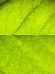close-up of streaks of green leaves, macro photography