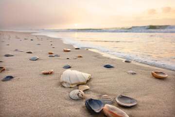 Seashells on Sandy Beach Gulf Shores Alabama at Sunrise