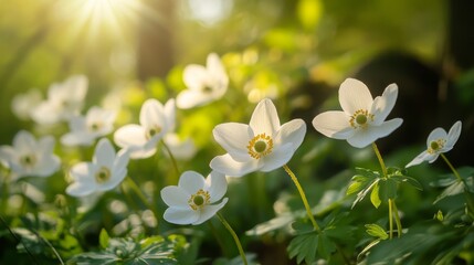 Close up of white anemone flowers blooming in spring sunlight amidst a serene forest landscape