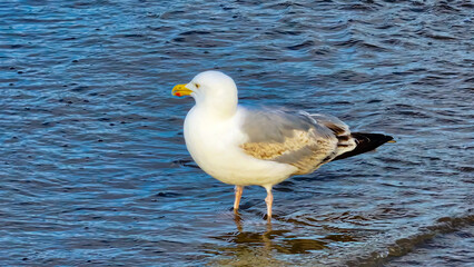Seagull son the beach