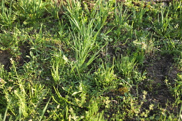 green grass on the ground