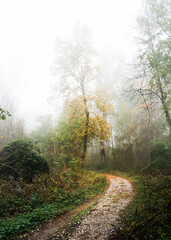 Foggy path in the autumn forest