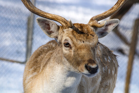 white tailed deer face