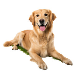 Isolated Golden Retriever