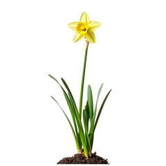A Vibrant Yellow Daffodil Plant with Bright Petals Isolated on Transparent Background