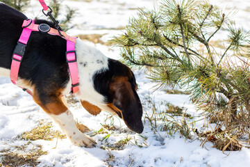 A dog donned in a bright pink harness is sniffing around in the snow