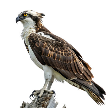 osprey bird