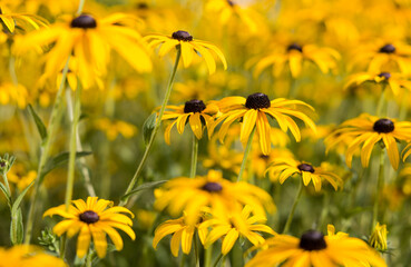 Blossoming yellow flowers in a garden