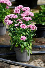 Flowering pink clove grown in a pot in the greenhouse close-up.