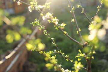 spring in the forest