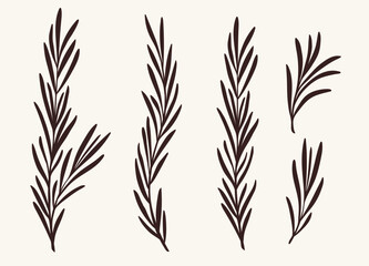 Rosemary branches collection, flat vector illustration