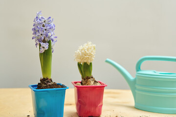 Two vibrant flower pots hold blooming hyacinths, one purple and one white