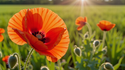 Obraz premium Vibrant red poppy flower blooming in morning light, nature's beauty