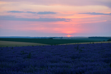 Agricultural field with lavender plantations and sunset sky - selective focus