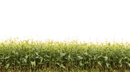 Professional PNG Cutout of a Healthy Soybean Crop Field with a Transparent Backdrop for Easy Customization