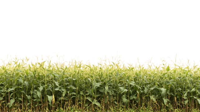 Professional PNG Cutout of a Healthy Soybean Crop Field with a Transparent Backdrop for Easy Customization