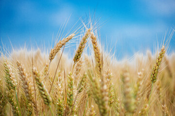 Semi-ripe wheat on a blue sky background. Wheat grain is used for wheat bread, beer some whiskeys some vodkas and animal fodder - selective focus.