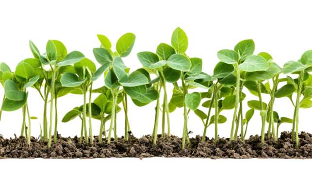 Editable PNG Cutout of a Fully Grown Soybean Crop Field with a Transparent Backdrop for Designers