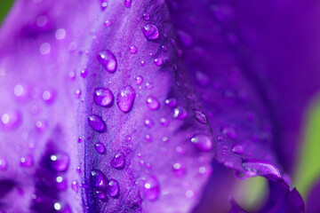 Close-up of purple iris and water drops - selective focus