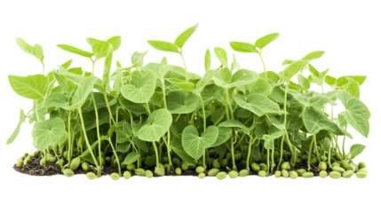 Sharp PNG Cutout of a Fresh Soybean Crop Field on a Transparent Backdrop for Creative Works
