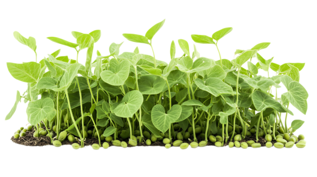 Sharp PNG Cutout of a Fresh Soybean Crop Field on a Transparent Backdrop for Creative Works