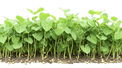 Clean PNG Cutout of a Soybean Crop Field with a Transparent Backdrop for Graphic and Video Use