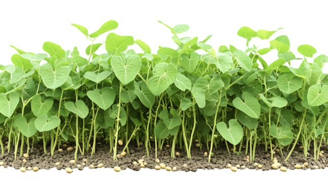 Clean PNG Cutout of a Soybean Crop Field with a Transparent Backdrop for Graphic and Video Use