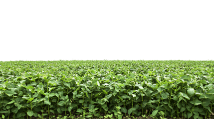High-Quality PNG Cutout of a Lush Soybean Crop Field on a Transparent Backdrop for Editing