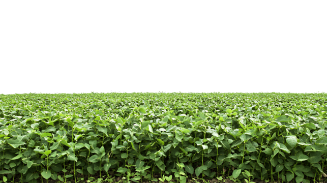 High-Quality PNG Cutout of a Lush Soybean Crop Field on a Transparent Backdrop for Editing